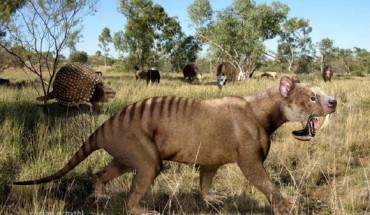 Thylacosmilus atrox with glyptodon and toxodonts in the background (Rom-diz)