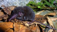 Crocidura sapaensis (Jenkins PD et al)