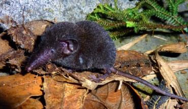 Crocidura sapaensis (Jenkins PD et al)