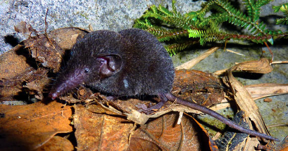 Crocidura sapaensis (Jenkins PD et al)