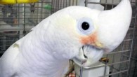 Goffin's Cockatoo (© Ian Parberry / Virginia Holt / CSE UNT)