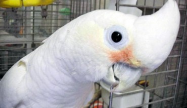 Goffin's Cockatoo (© Ian Parberry / Virginia Holt / CSE UNT)
