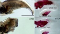 Digit regeneration in 3-week-old genetically engineered mice with blocked Wnt-signaling pathway and littermates. Left: whole-mount transparent specimen of a regenerated digit 5 weeks after amputation. Right: whole-mount alizarin red analysis. Scale bar - 500 μm (Makoto Takeo et al)