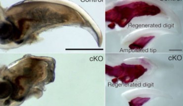Digit regeneration in 3-week-old genetically engineered mice with blocked Wnt-signaling pathway and littermates. Left: whole-mount transparent specimen of a regenerated digit 5 weeks after amputation. Right: whole-mount alizarin red analysis. Scale bar - 500 μm (Makoto Takeo et al)