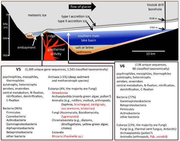 Schematic cross-section of Lake Vostok, above, and metagenomic summary (Shtarkman YM et al)