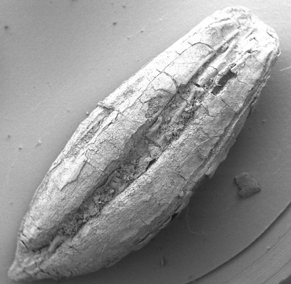 Wild barley Hordeum spontaneum from Chogha Golan, Iran (TISARP / University of Tübingen)