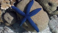 Linckia laevigata (Kevin Mitchell / Hobart and William Smith Colleges)