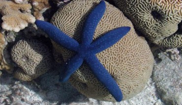 Linckia laevigata (Kevin Mitchell / Hobart and William Smith Colleges)