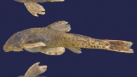 Pareiorhina hyptiorhachis (Silva GSC et al)