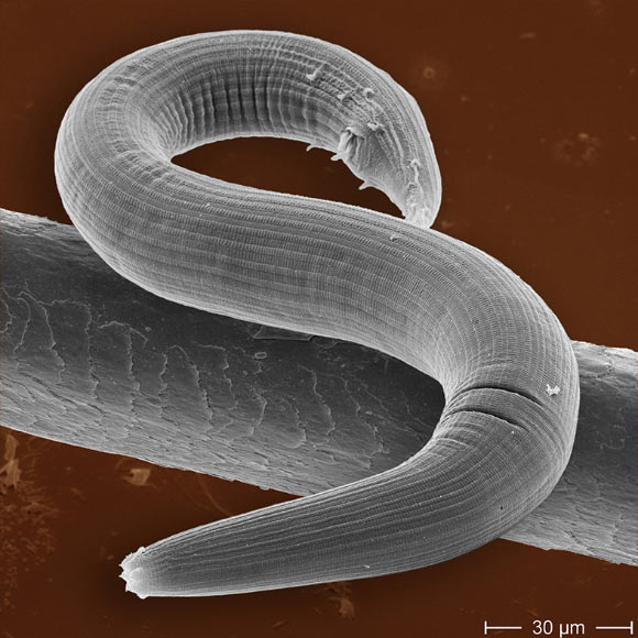 The nematode Pristionchus maxplancki can change the shape of its mouth depending on the form of its nourishment (MPI for Developmental Biology)