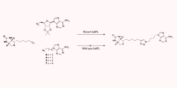 In their experiments, the scientists have used a leaky mutant of Staphylococcus aureus biotin protein ligase, SaBPL, to enhance the turnover rate for the reaction of biotin alkyne with an azide to give a triazole (William Tieu et al)