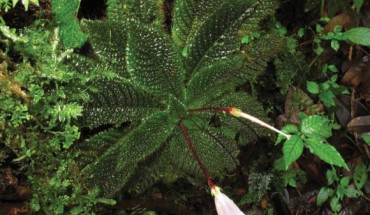 Ridleyandra chuana (Ruth Kiew)