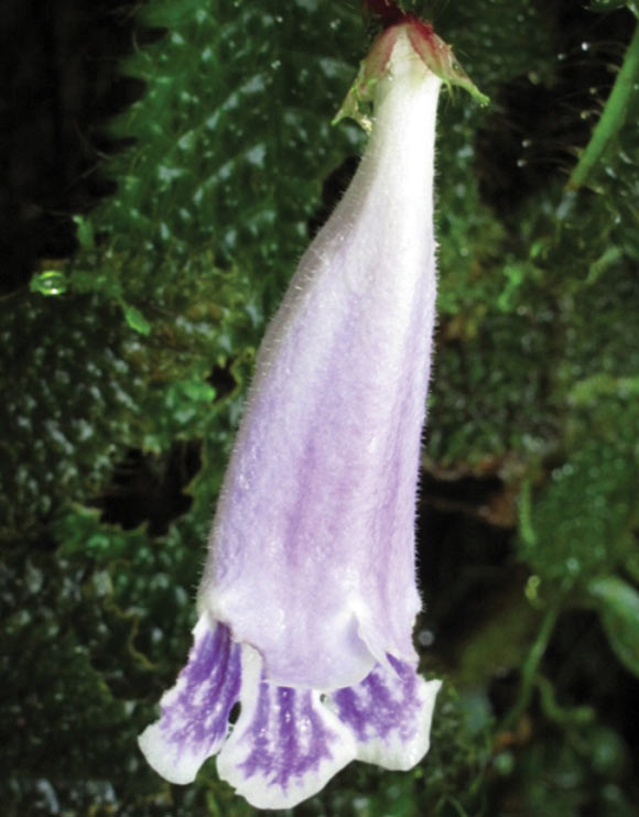 Flower of Ridleyandra chuana (Ruth Kiew)