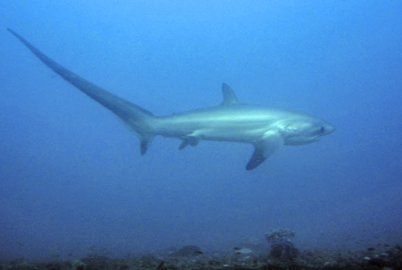 Thresher shark at Malapascua Island, the Philippines (Petter Lindgren / CC BY-SA 3.0)