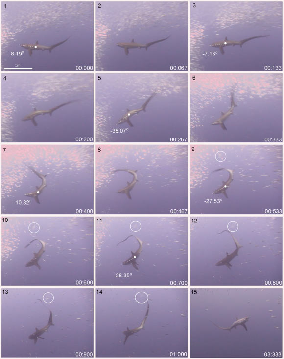 A sequence of still images taken from an overhead tail-slap hunting event (Oliver SP et al)
