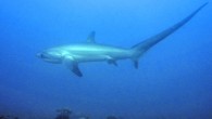 Thresher shark at Malapascua Island, the Philippines (Petter Lindgren / CC BY-SA 3.0)