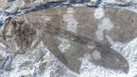 Fossil of a newly discovered family of extinct scorpionflies from Canada (Archibald SB et al)