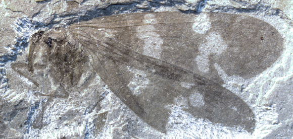 Fossil of a newly discovered family of extinct scorpionflies from Canada (Archibald SB et al)