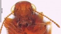 Female Caurinus tlagu (Sikes DS / Stockbridge J)
