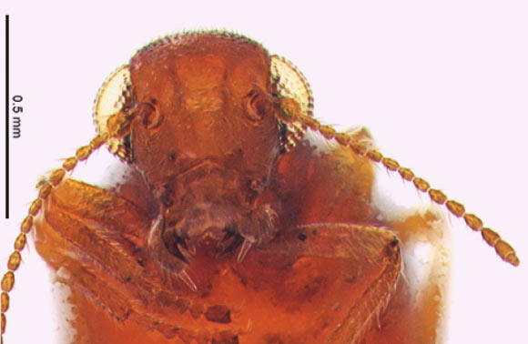 Female Caurinus tlagu (Sikes DS / Stockbridge J)
