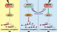 Scientists say that by blocking the function of a cellular component called eukaryotic elongation factor 2 kinase, eEF2K, they are able to kill cancer cells without harming healthy cells (Gabriel Leprivier et al)