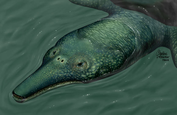 Reconstruction of Ocepechelon bouyai (Bardet N et al / C. Letenneur / MNHN / CC-BY)