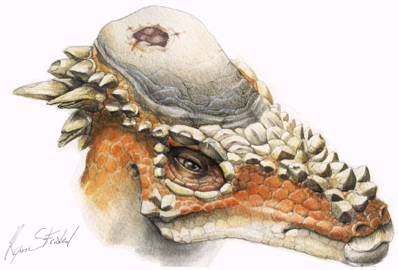 Reconstruction of the pachycephalosaurid Pachycephalosaurus wyomingensis with cranial lesion (Peterson JE et al)