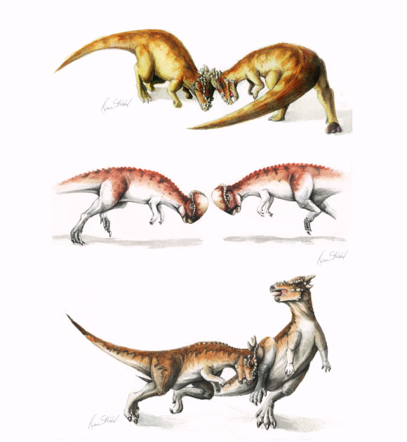 Hypothetical head-to-head interactions among pachycephalosaurids. Top: bison-like head-shoving in large, broad-domed specimens such as Pachycephalosaurus wyomingensis. Center: ovis-like clashing in Prenocephale prenes. Bottom: capra-style broadside butting in high-domed and large-horned specimens such as subadult Pachycephalosaurus (Peterson JE et al)