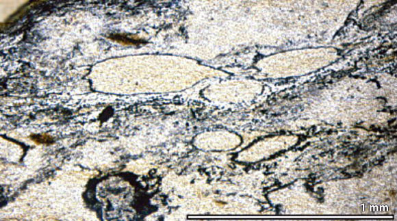 Bright, irregularly shaped structures are Diskagma buttonii (Gregory J. Retallack et al)