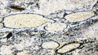 Bright, irregularly shaped structures are Diskagma buttonii (Gregory J. Retallack et al)