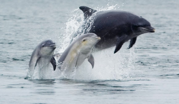 Female bottlenose dolphin with her young in Inner Moray Firth, Scotland (Peter Asprey, www.peter-asprey.com / CC BY-SA 3.0)