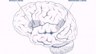 Scientists find a strong relationship between the ability to remember words and the structure of arcuate fasciculus, a bundle of axons connecting the Wernicke's area to the Broca's area