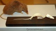 Scutisorex somereni at University of Zürich’s Paleontological Museum (Peter Spelt / CC BY-SA 3.0)