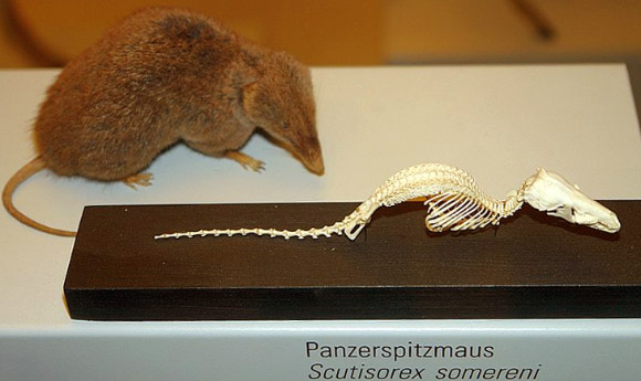 Scutisorex somereni at University of Zürich’s Paleontological Museum (Peter Spelt / CC BY-SA 3.0)