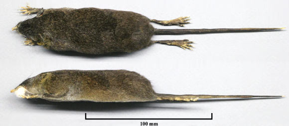 Study skin of Scutisorex thori (Stanley WT et al)