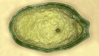Pandoravirus salinus (© IGS CNRS-AMU)
