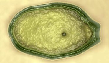 Pandoravirus salinus (© IGS CNRS-AMU)