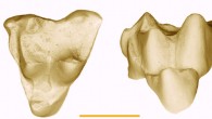 Only known specimen of the Early Eocen marsupial Archaeonothos henkgodthelpi from southeastern Queensland, Australia; scale bar - 1mm (Robin M.D. Beck)