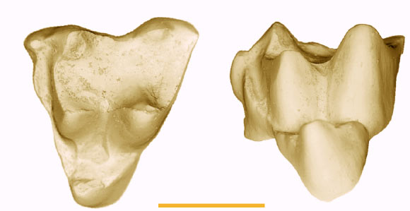 Only known specimen of the Early Eocen marsupial Archaeonothos henkgodthelpi from southeastern Queensland, Australia; scale bar - 1mm (Robin M.D. Beck)