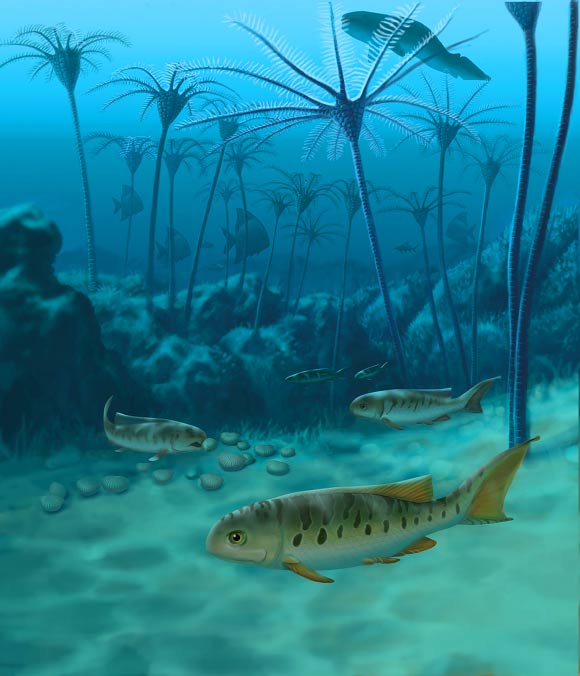 Styracopterus, a later relative of Fouldenia that appeared alongside a host of fish with new body forms about 338 million years ago, is shown at a near-shore reef (John Megahan)
