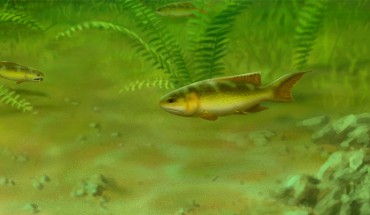 Fouldenia is shown swimming along the bottom of a tropical freshwater floodplain about 348 million years ago (John Megahan)