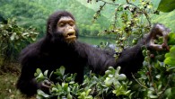 Oreopithecus bambolii (© Museo di Storia Naturale della Maremma)