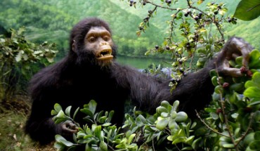 Oreopithecus bambolii (© Museo di Storia Naturale della Maremma)