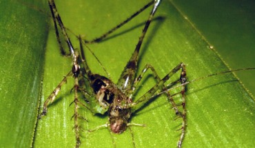 Female Arachnoscelis arachnoids (Benedict Chivers et al)