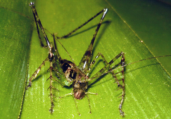Female Arachnoscelis arachnoids (Benedict Chivers et al)