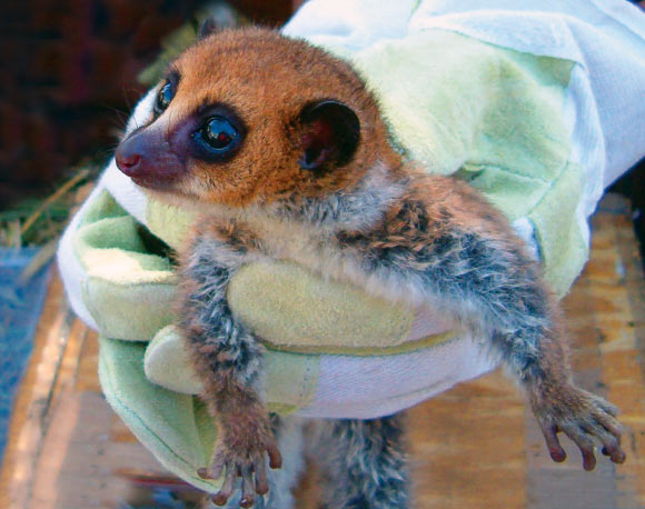 Lavasoa Dwarf Lemur, Cheirogaleus lavasoensis (Andreas Hapke)