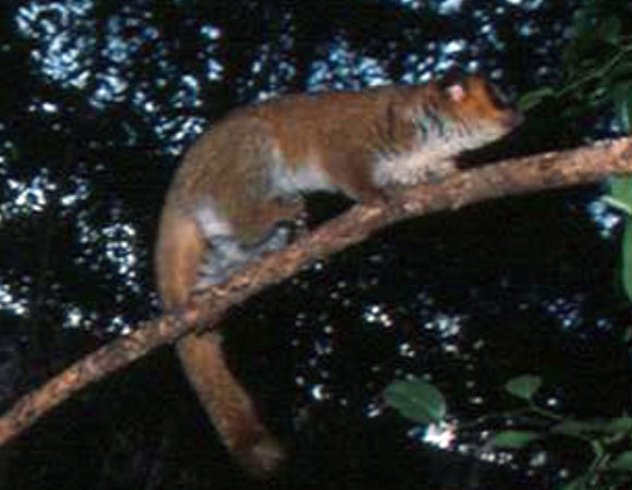 Male Lavasoa Dwarf Lemur, Cheirogaleus lavasoensis, at Petit Lavasoa, Madagascar (Andreas Hapke)