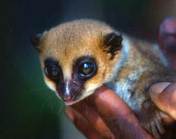 Female Lavasoa Dwarf Lemur, Cheirogaleus lavasoensis, at Petit Lavasoa, Madagascar (Andreas Hapke)