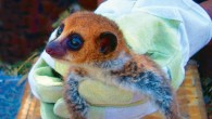Lavasoa Dwarf Lemur, Cheirogaleus lavasoensis (Andreas Hapke)