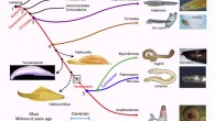 The origin of vertebrates, over a time-scale from roughly 700 to 400 million years ago. The red curve indicates our direct ancestors, beginning with early metazoans, and the numbers along the curve denote major branchings that are significant to the evolution of the vertebrate eye (Trevor D. Lamb)